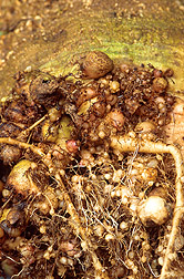 Closeup of a sugar beet with severe galling from root-knot nematodes. Link to photo information.