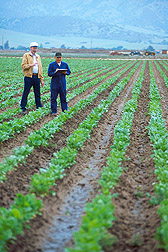 Geneticist and technician evaluate sugar beet breeding lines for disease resistance. Link to photo information.