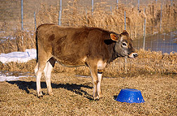 Annie the cow: Click here for full photo caption.