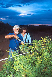 Two soil scientists measure leaf area of mesquite: Click here for full photo caption.