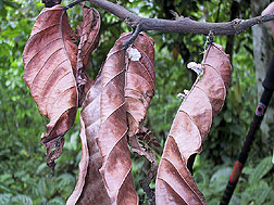 Branch of a cacao tree killed by witches' broom disease: Click here for full photo caption.