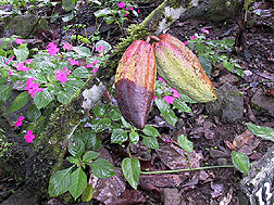 Pods of Theobroma cacao with symptoms of the fungal disease black pod: Click here for full photo caption.