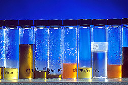 Glass tubes containing extracts from oil fractionations performed on rice bran: Click here for full photo caption.