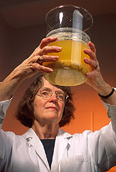 Chemist examines corn that has been cooked in water and lime: Click here for full photo caption.