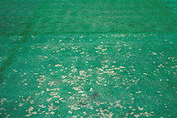 Large area of creeping bentgrass with a small area of dollar spot disease on it: Click here for full photo caption.