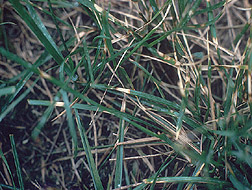 Close-up of dollar spot damage on Kentucky bluegrass: Click here for photo caption.