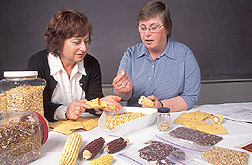 Geneticist and plant biologist inspect seed characteristics of Tripsacum-introgressed corn: Click here for full photo caption.