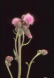 Flower head of Canada thistle, Cirsium arvense: Click here for full photo caption.