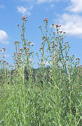 A patch of Canada thistle, Cirsium arvense: Click here for full photo caption.