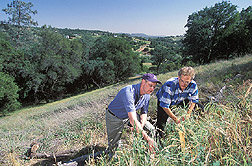 Two plant pathologists inspect test site: Click here for full photo caption.