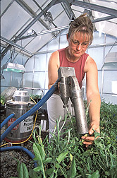 Lab assistant uses a cyclone spore collector to harvest inoculum from plants: Click here for full photo caption.