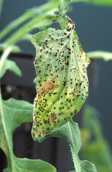 Small, rust-colored spots on starthistle leaves: Click here for full photo caption.