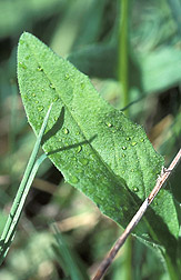 Morning dew on a yellow starthistle leaf: Click here for full photo caption.
