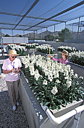 Plant physiologist and halophyte biologist measure the height of stock: Click here for full photo caption.