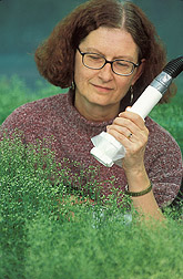 Plant molecular geneticist uses a vacuum to collect pollen from Arabidopsis plants: Click here for full photo caption.