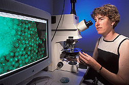 Postdoctoral fellow observes Arabidopsis pollen with a microscope: Click here for full photo caption.