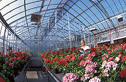 Director of the ARS Ornamental Plant Germplasm Center inspects some of the center's collections: Click here for full photo caption.