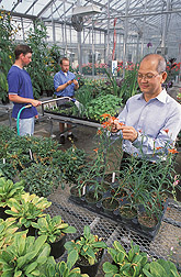 Two research assistants and the director of the ARS Ornamental Plant Germplasm Center take care of flowering plants: Click here for full photo caption.