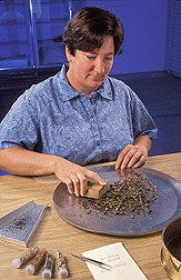 Curator cleans seeds from a snapdragon accession: Click here for full photo caption.