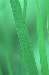 Leaf from resistant rice variety CO39: Click here for full photo caption.