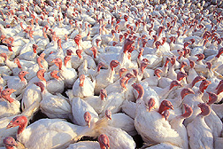 Turkeys: Click here for photo caption.