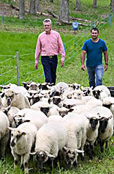 Animal scientist and biological technician herd sheep: Click here for full photo caption.