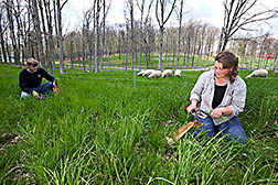 Two technicians clip forage samples: Click here for full photo caption.
