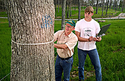 Agronomist and technician measure tree circumference: Click here for full photo caption.