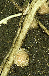 Legumes Root Nodules