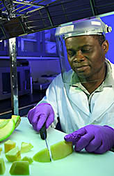 Chemist slices a cantaloupe under ultraviolet light: Click here for full photo caption.