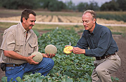 Melon grower from Starr Produce and plant physiologist examine market quality of commercially grown cantaloupe: Click here for full photo caption.