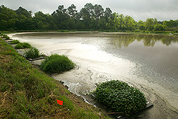 Floating platforms of various vegetative mats in an anaerobic swine wastewater lagoon: Click here for full photo caption.