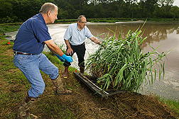Technician and soil scientist examine giant reed: Click here for full photo caption.
