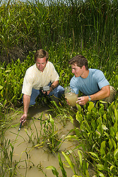 Ecologist and University of Mississippi collaborator examine water quality in a vegetated drainage ditch in the Delta: Click here for full photo caption.
