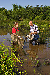 Technician and ecologist sample small invertebrates found in wetlands and ditches: Click here for full photo caption.