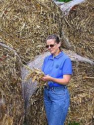 Soil scientist evaluates corn stover: Click here for full photo caption.