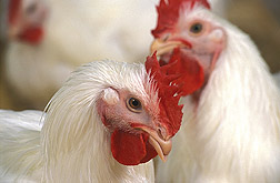 Chickens: Click here for photo caption.