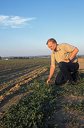 Plant physiologist examines a patch of field bindweed in a cornfield: Click here for full photo caption.