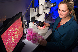 University of Arizona graduate student examines plates of Aspergillus flavus isolates to determine which strains produce the most aflatoxin: Click here for full photo caption.