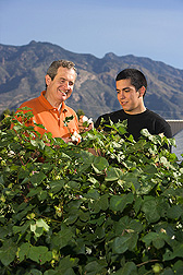 Plant pathologist (left) examines cotton in an Arizona research field with University of Arizona graduate student: Click here for full photo caption.