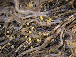 Nematode cysts on potato roots: Click here for photo caption.