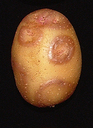 Raised ring damage from potato virus Y: Click here for photo caption.