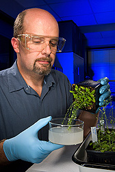Plant geneticist introduces acyltransferase genes from tung into the genome of Arabidopsis thaliana: Click here for full photo caption.