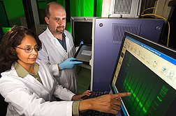 Chemist and geneticist search for new tung oil biosynthetic genes by analyzing PCR gel-banding patterns: Click here for full photo caption.