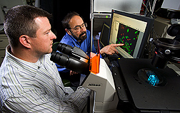 Biologist (left) and physiologist observe primary hippocampal neurons using fluorescent microscopy and real-time calcium imaging to determine the effects of blueberry polyphenol treatments in protecting against oxidative and inflammatory stress: Click here for full photo caption.