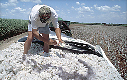 Research associate—with the Cotton Entomology Research Program, Texas Agricultural Experiment Station, Lubbock—releases marked boll weevils on freshly harvested cotton: Click here for full photo caption.
