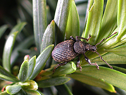 Black vine weevil: Click here for photo caption.