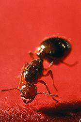 Red imported fire ant, Solenopsis invicta: Click here for photo caption.