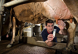 Molecular biologist collects milk samples from a Jersey cow in an effort to answer basic questions about infection mechanisms in dairy cattle: Click here for full photo caption.