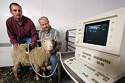 Geneticist (left) and animal scientist use diagnostic ultrasound to estimate loin muscle area and backfat thickness in a lamb: Click here for full photo caption.